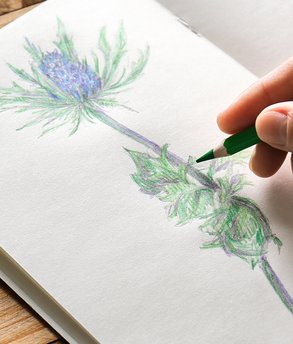 dt_personalWebsite-AdobeStock_131787877-cropped